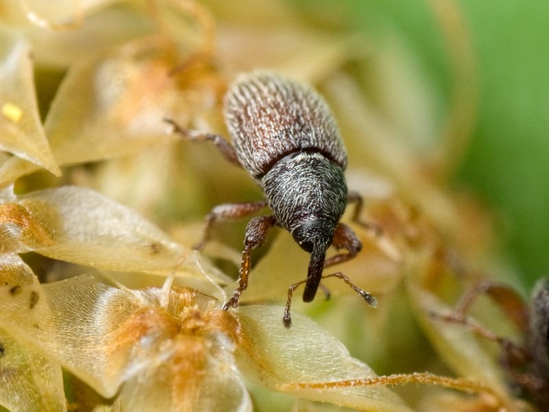 Mecinus pascuorum (Gyllenhal, 1813)